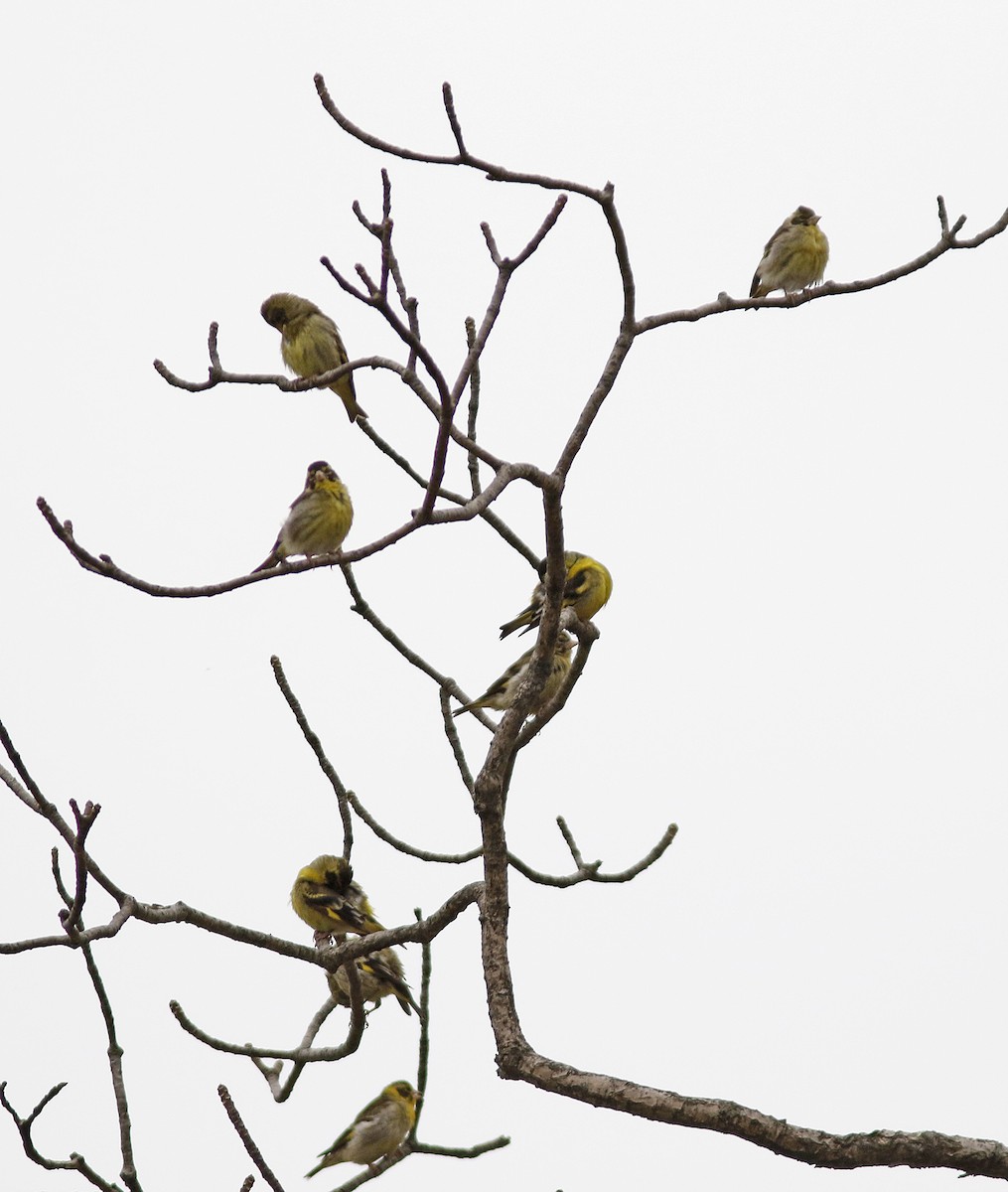 Yellow-breasted Greenfinch - Andy Warr