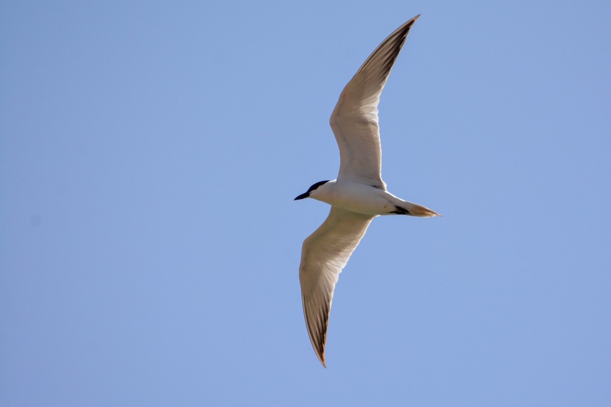 Gull-billed Tern - Itamar Donitza
