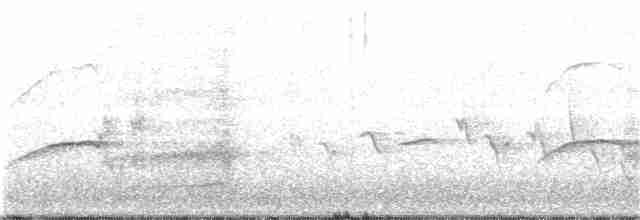 White-tailed Kite - ML155395001