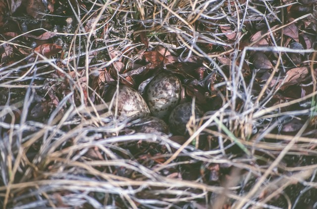 Nest with eggs. - Spoon-billed Sandpiper - 