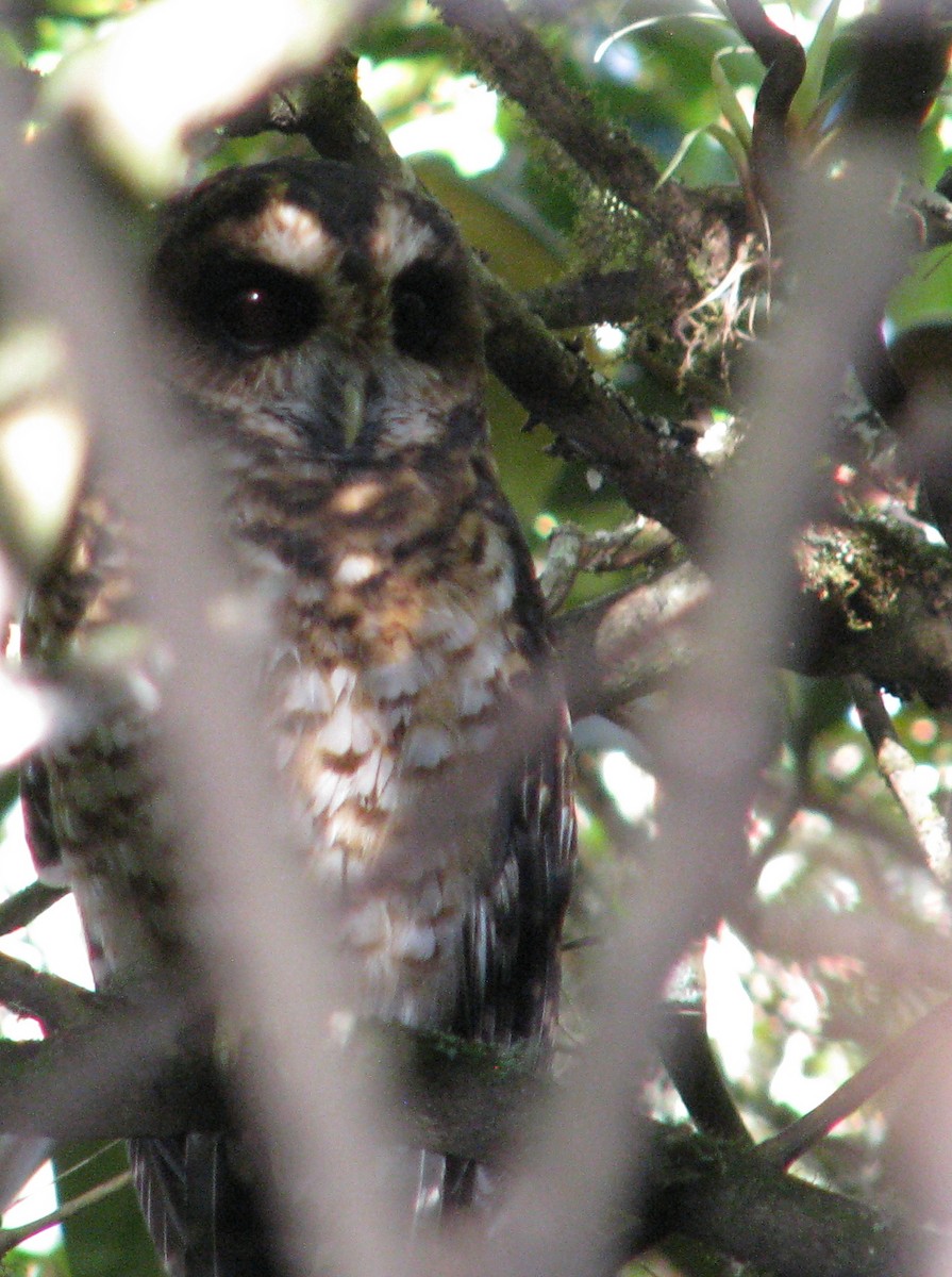 Rufous-banded Owl - Hector Cadena