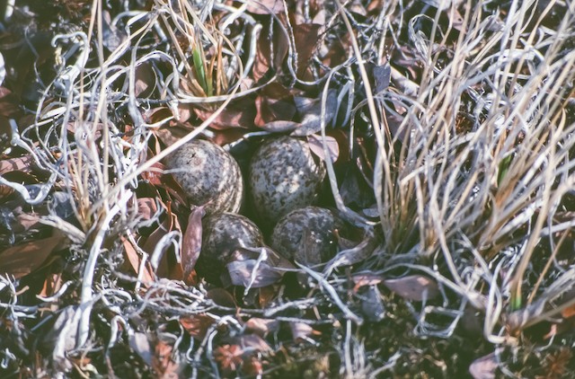Nest with clutch of four eggs. - Spoon-billed Sandpiper - 