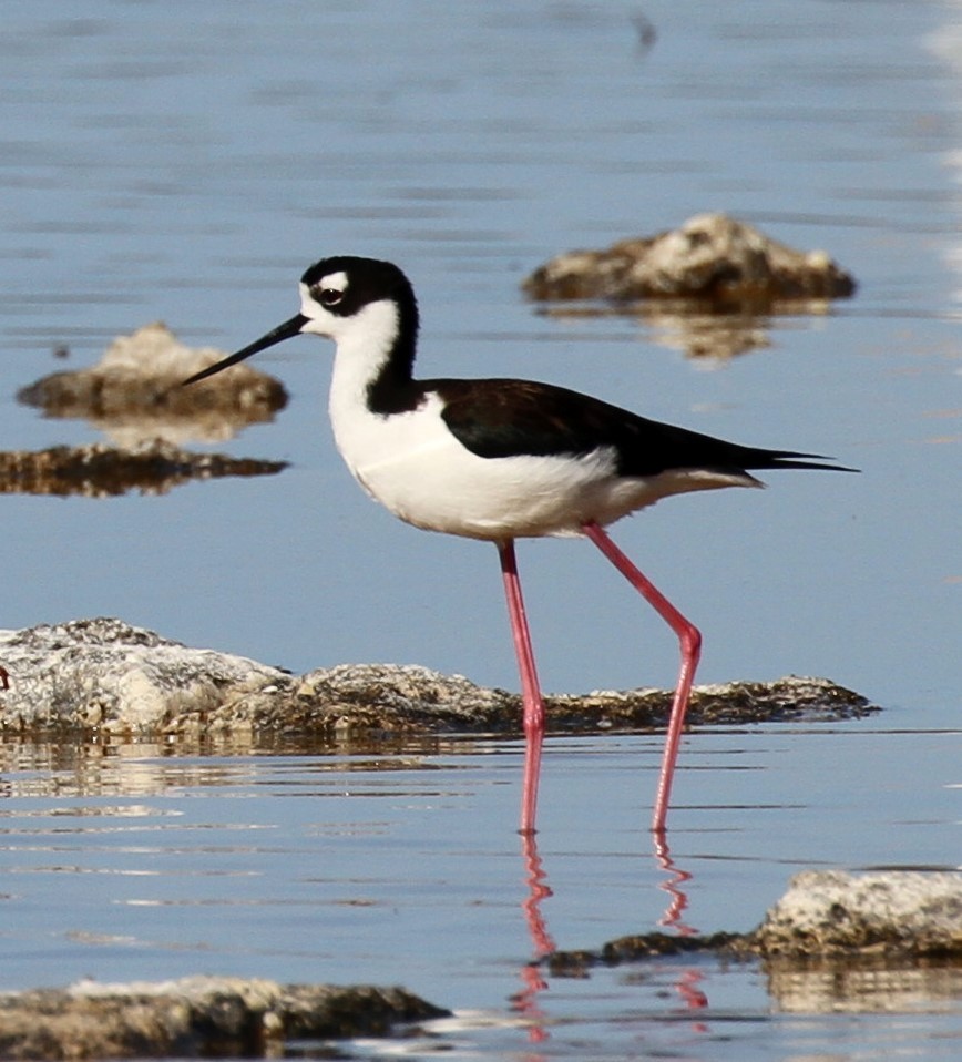 Ebird Caribbean Checklist - 23 Apr 2019 - Spnwr--west End Salt Pond 