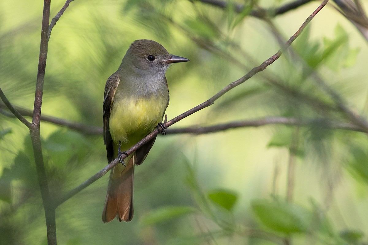 Great Crested Flycatcher - Martin Wall