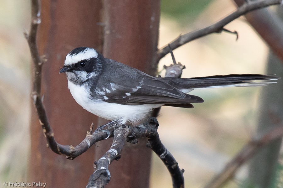 White-browed Fantail - Frédéric PELSY