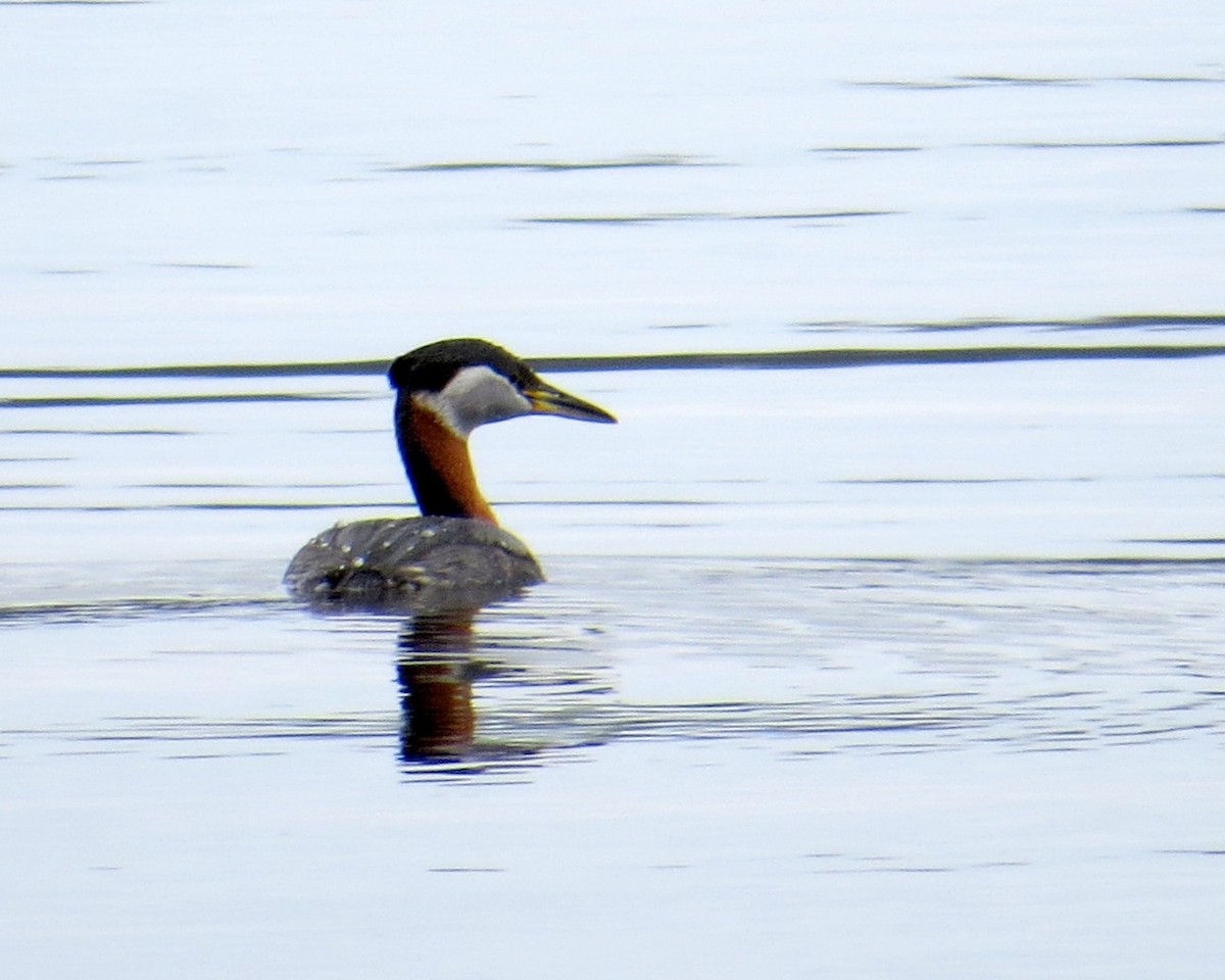 Red-necked Grebe - Pam Campbell