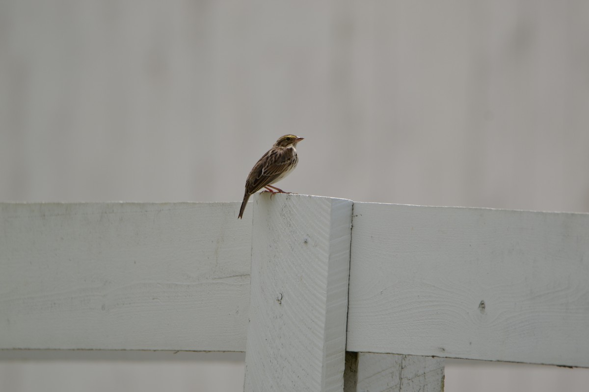 Savannah Sparrow - ML155416191