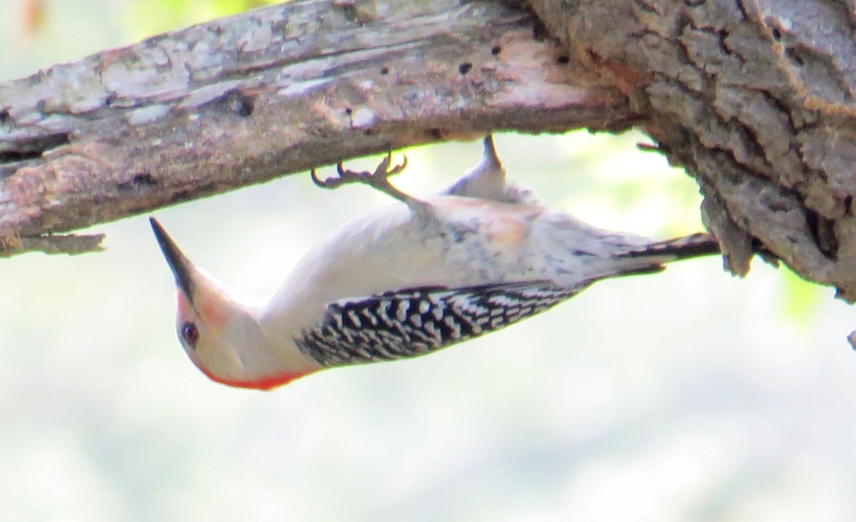 Red-bellied Woodpecker - Merri R