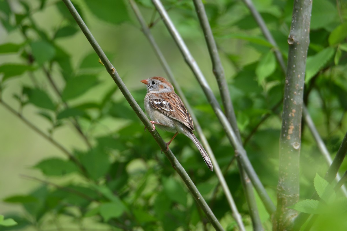 Field Sparrow - ML155416471
