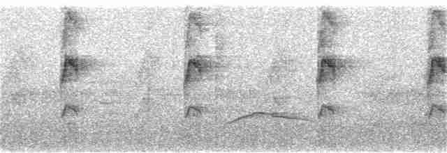 Ерміт південний (підвид griseoventer) - ML155416501