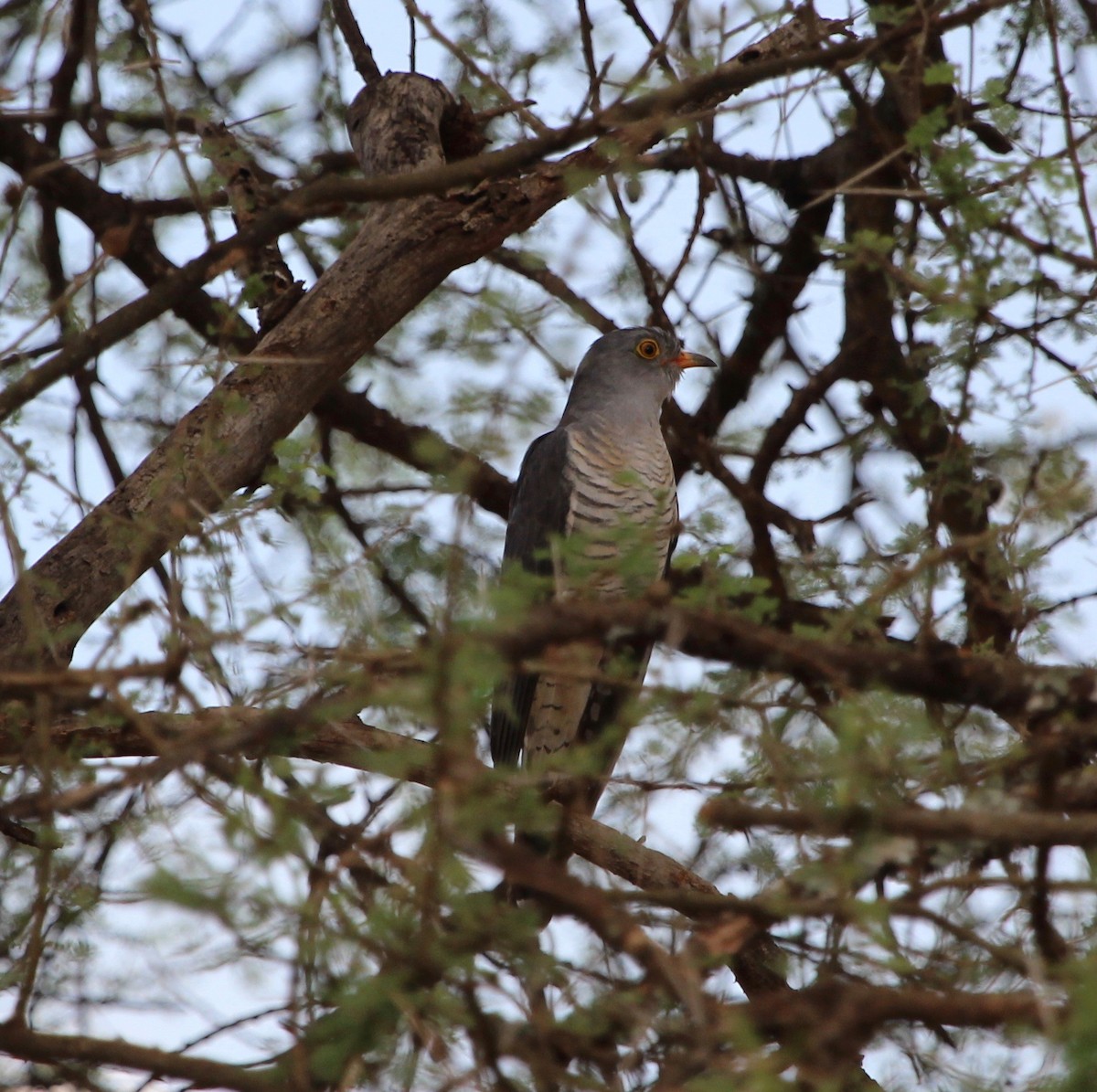 African Cuckoo - ML155417871