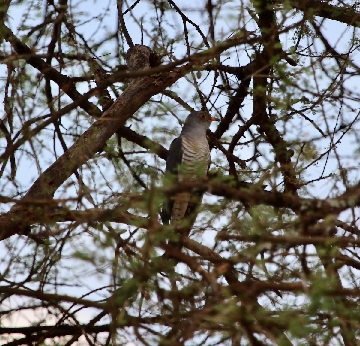 African Cuckoo - ML155417911