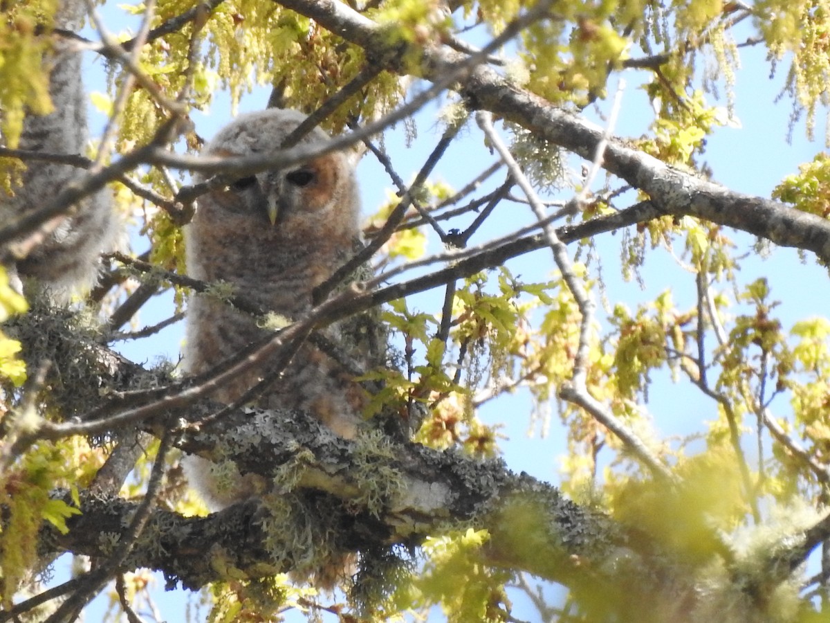 Tawny Owl - ML155421141