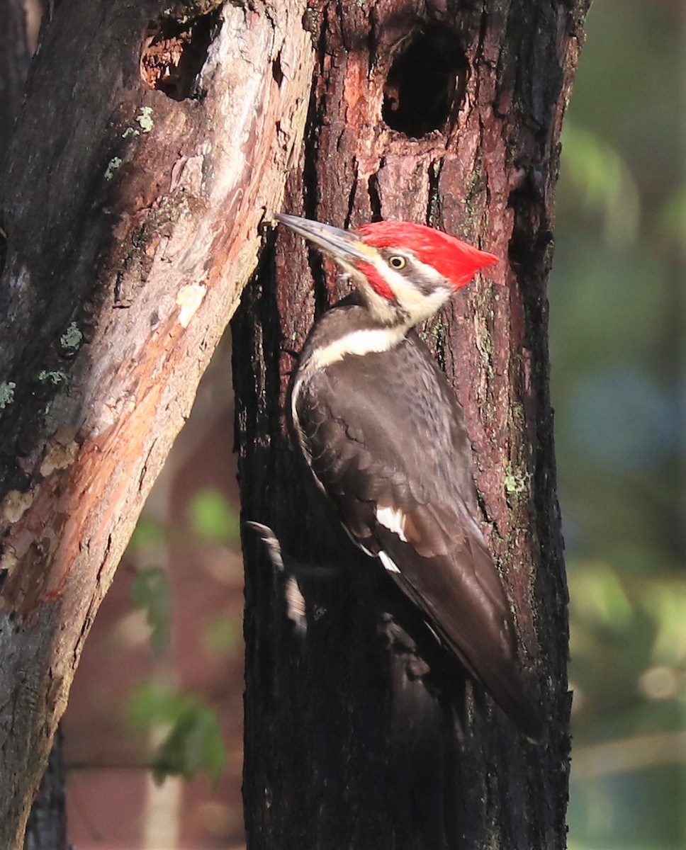Pileated Woodpecker - Renee Frederick