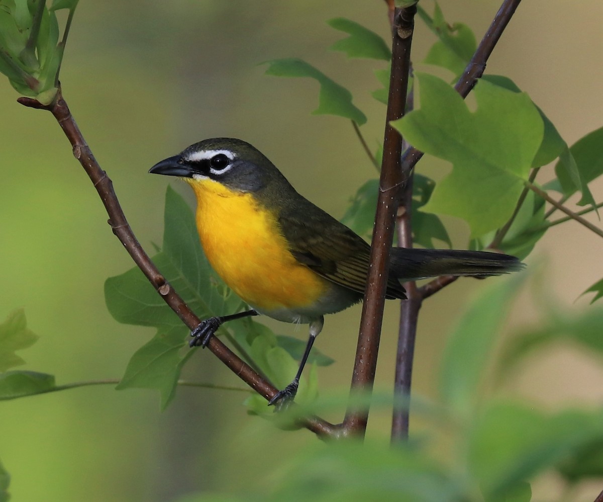 Yellow-breasted Chat - Renee Frederick