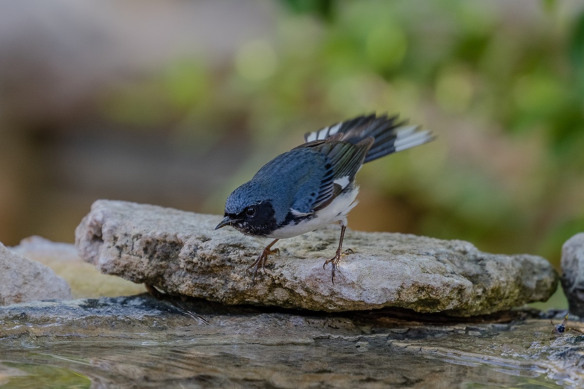 Black-throated Blue Warbler - ML155430411
