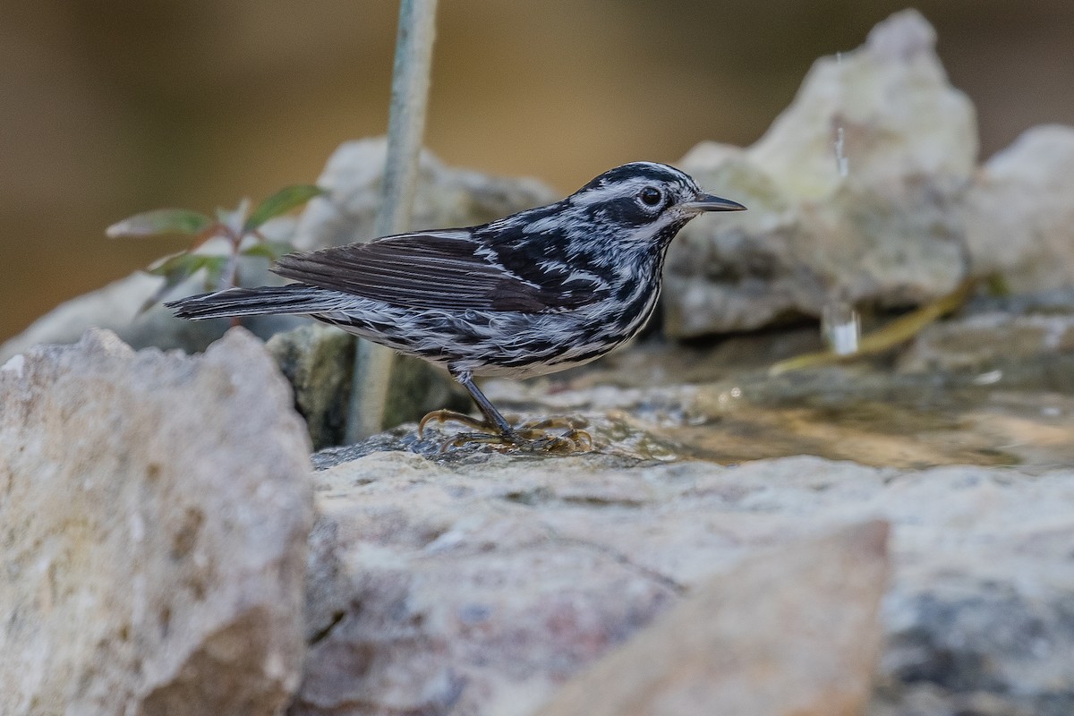 Black-and-white Warbler - ML155432921