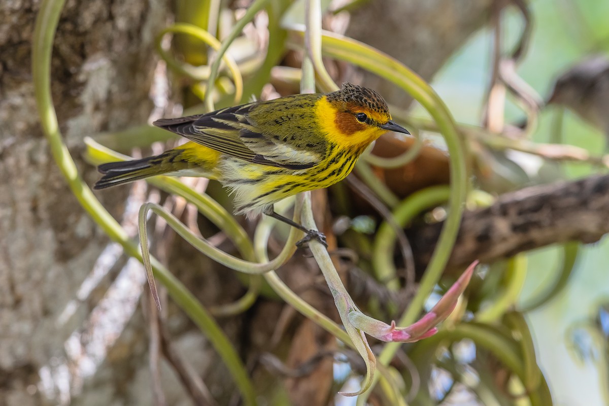 Cape May Warbler - ML155433441