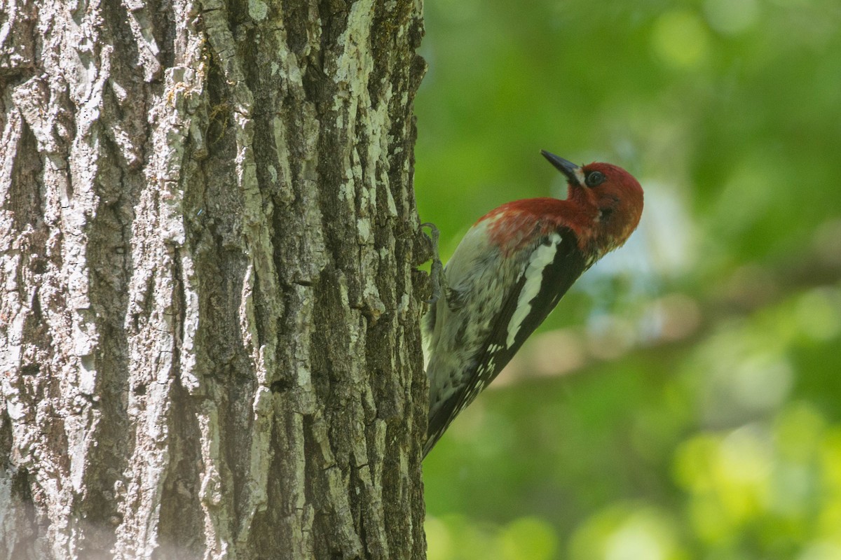 Red-breasted Sapsucker - ML155435831