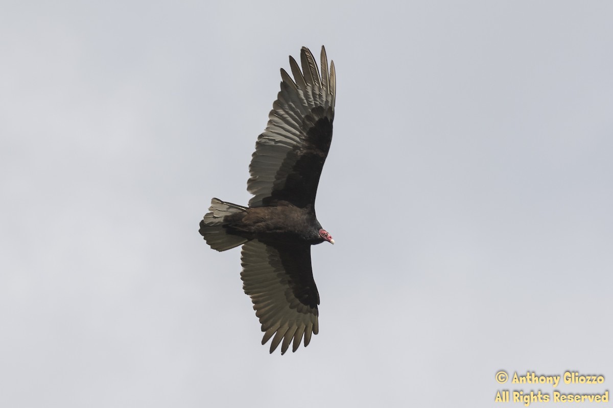 Turkey Vulture - Anthony Gliozzo