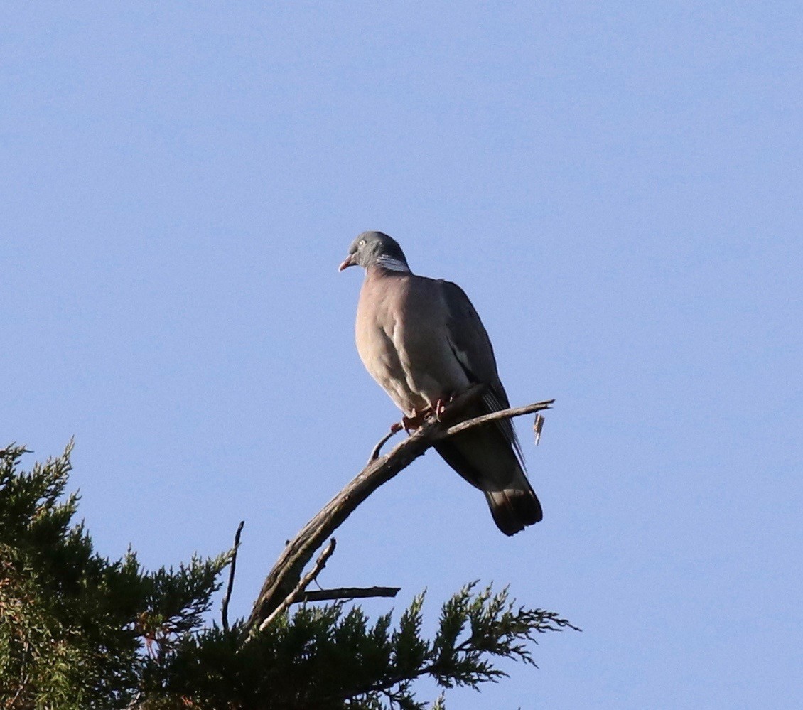 Common Wood-Pigeon - Sandy Vorpahl