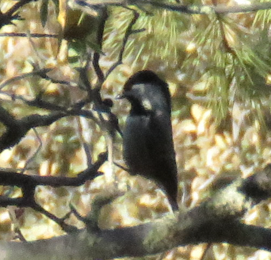 eBird Checklist - 2 May 2019 - Coronado NF--Clanton Canyon - 24 species