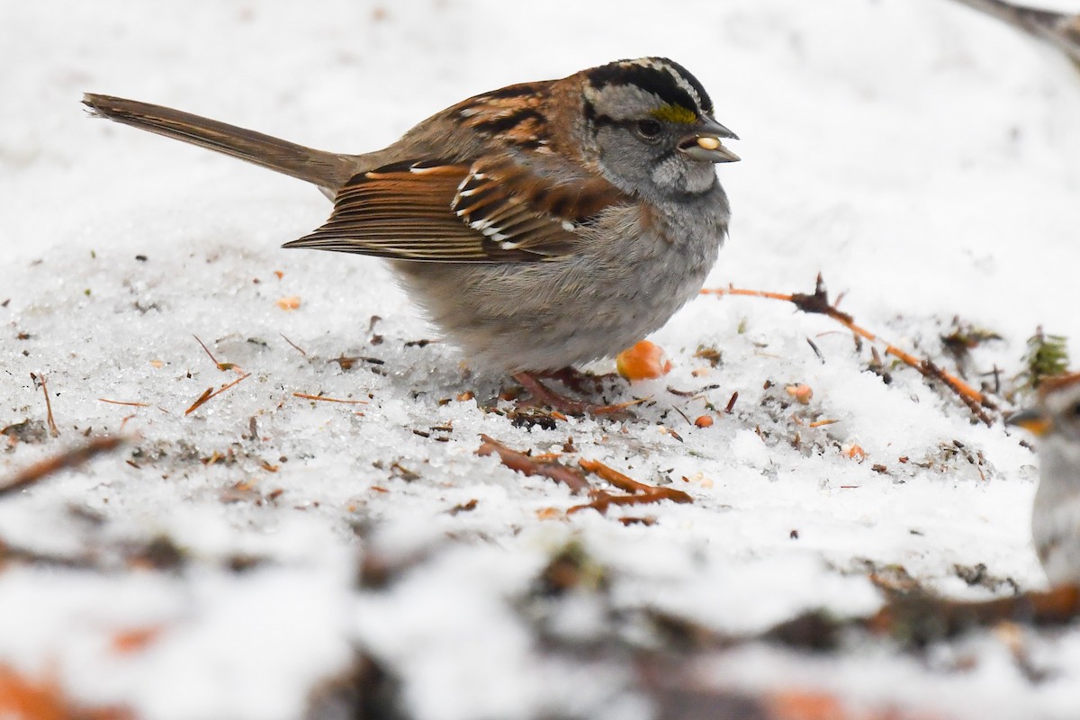 White-throated Sparrow - ML155448161