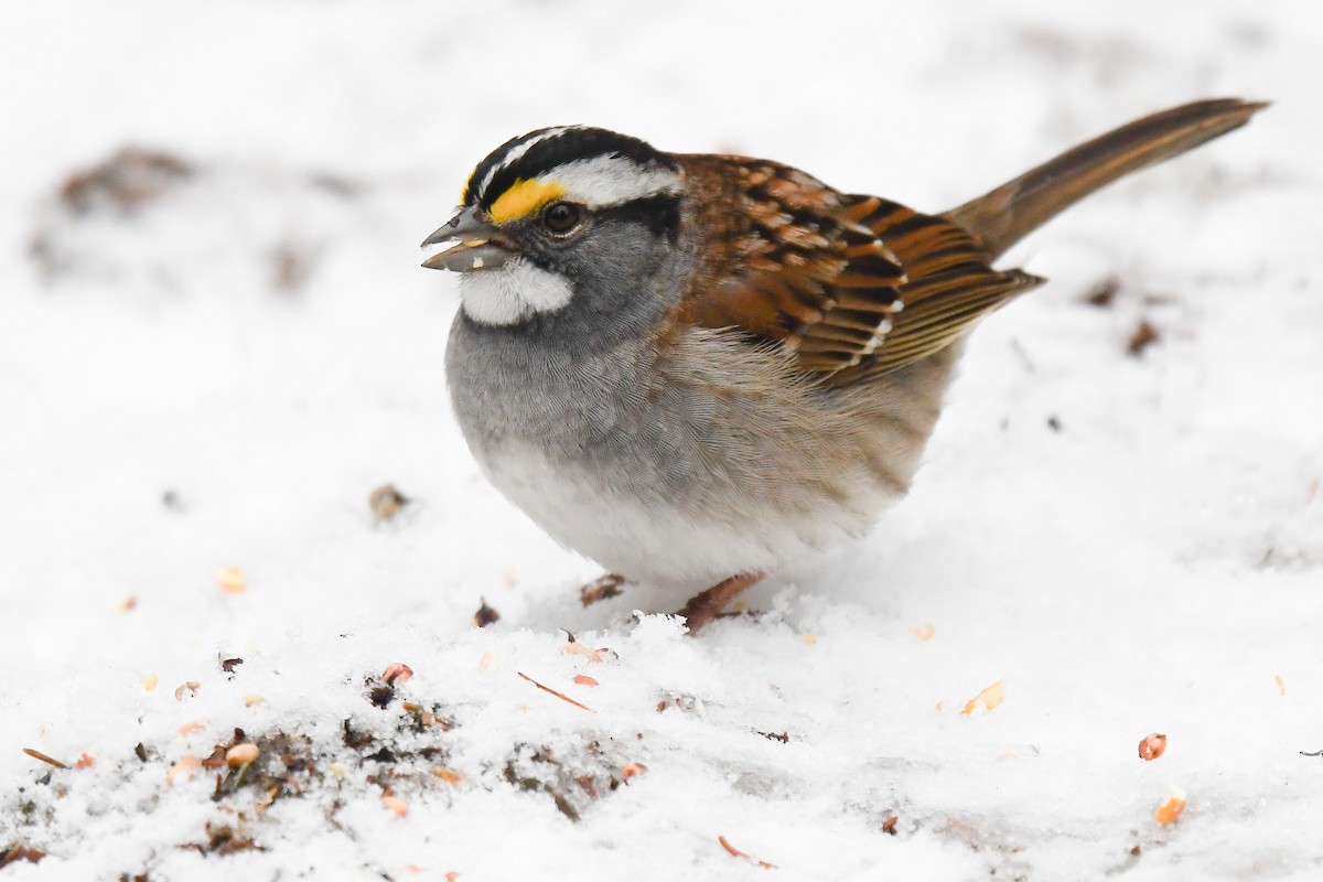 White-throated Sparrow - ML155448191