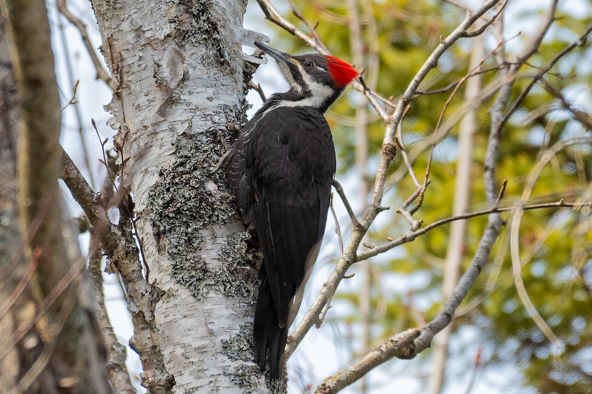 Pileated Woodpecker - ML155448391
