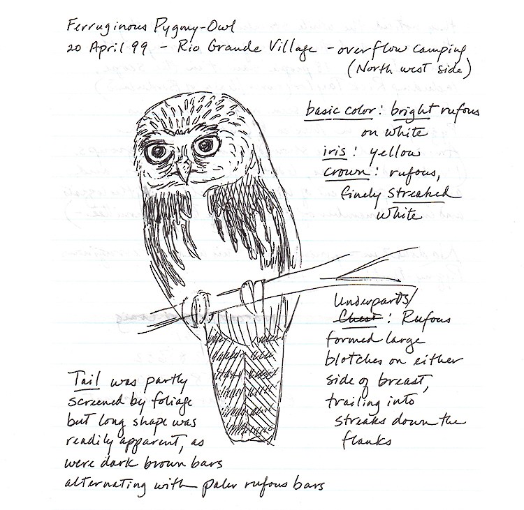 Ferruginous Pygmy-Owl - Narca Moore