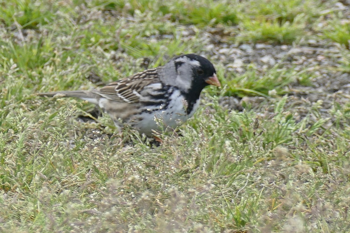 Harris's Sparrow - ML155465151
