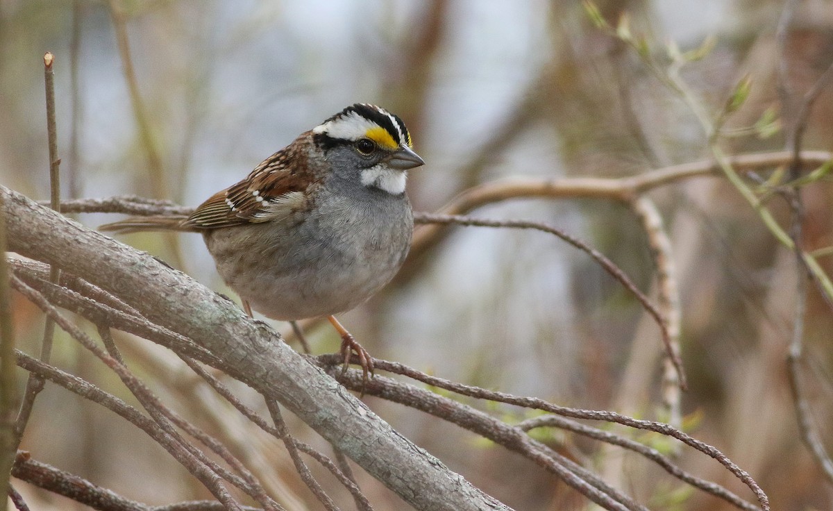 White-throated Sparrow - ML155467151