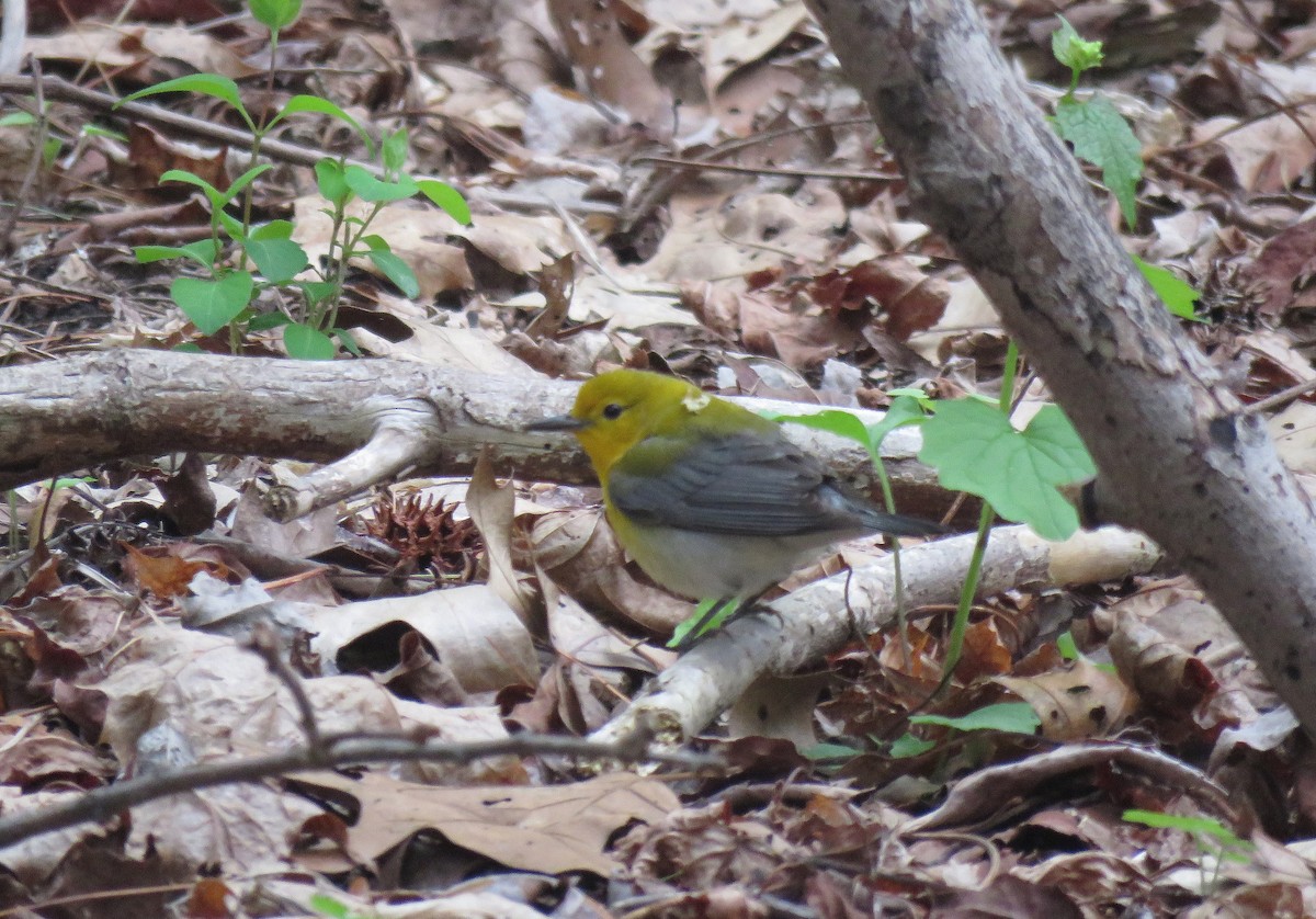 Prothonotary Warbler - ML155467361