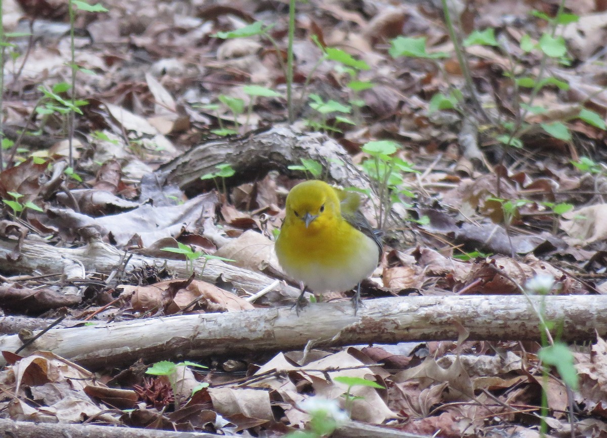Prothonotary Warbler - ML155467411