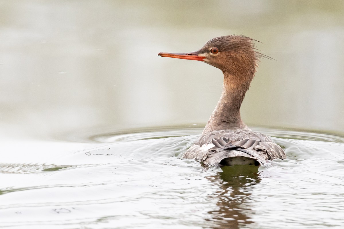 Red-breasted Merganser - Brad Imhoff