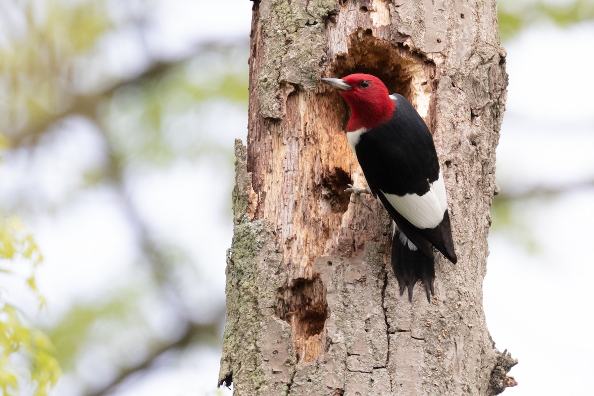 Red-headed Woodpecker - ML155470611