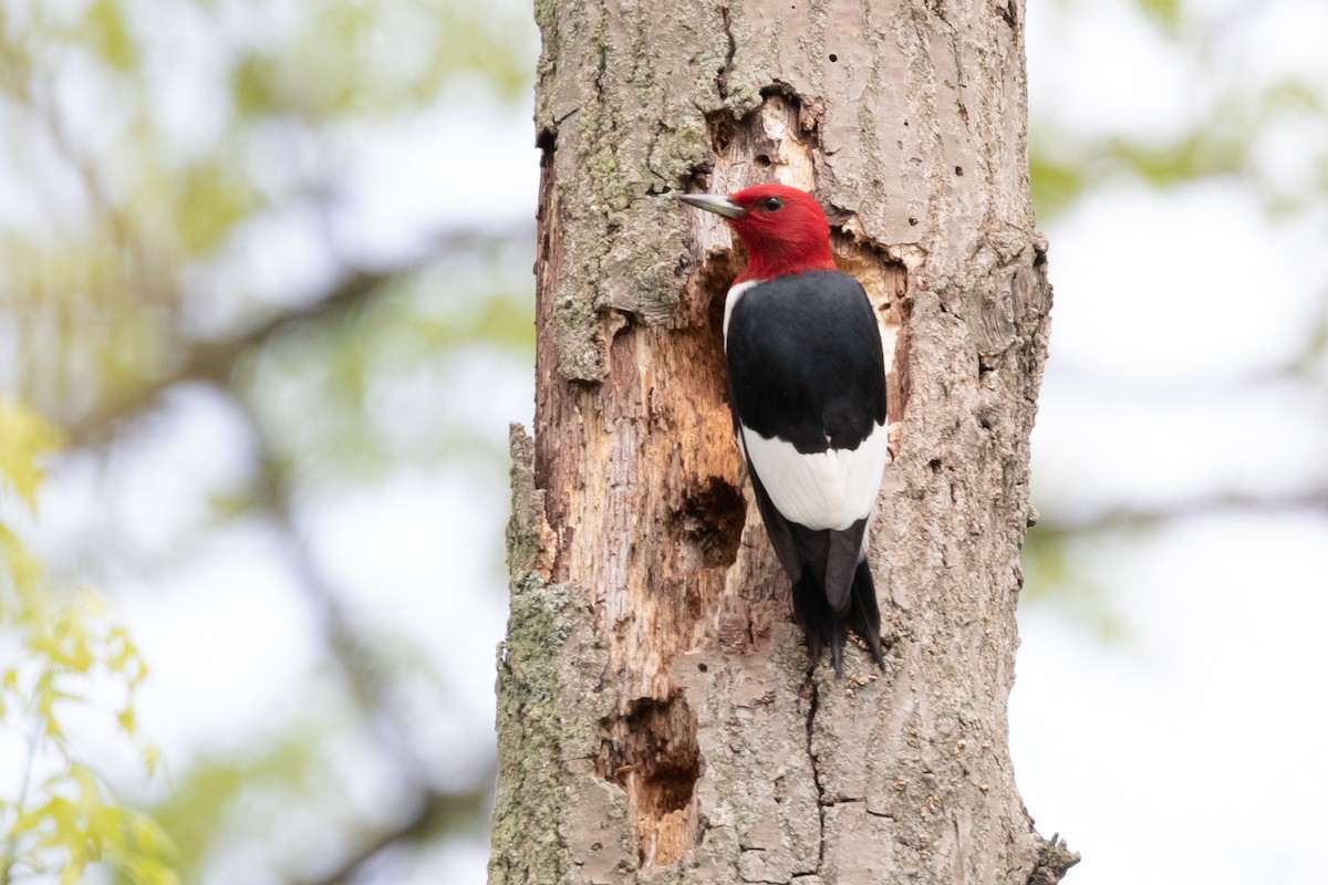 Red-headed Woodpecker - ML155470691