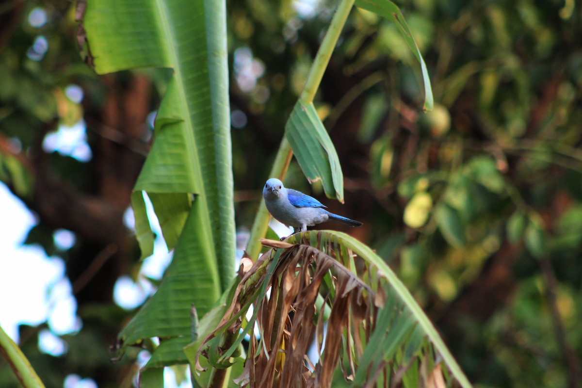 Blue-gray Tanager - ML155470801