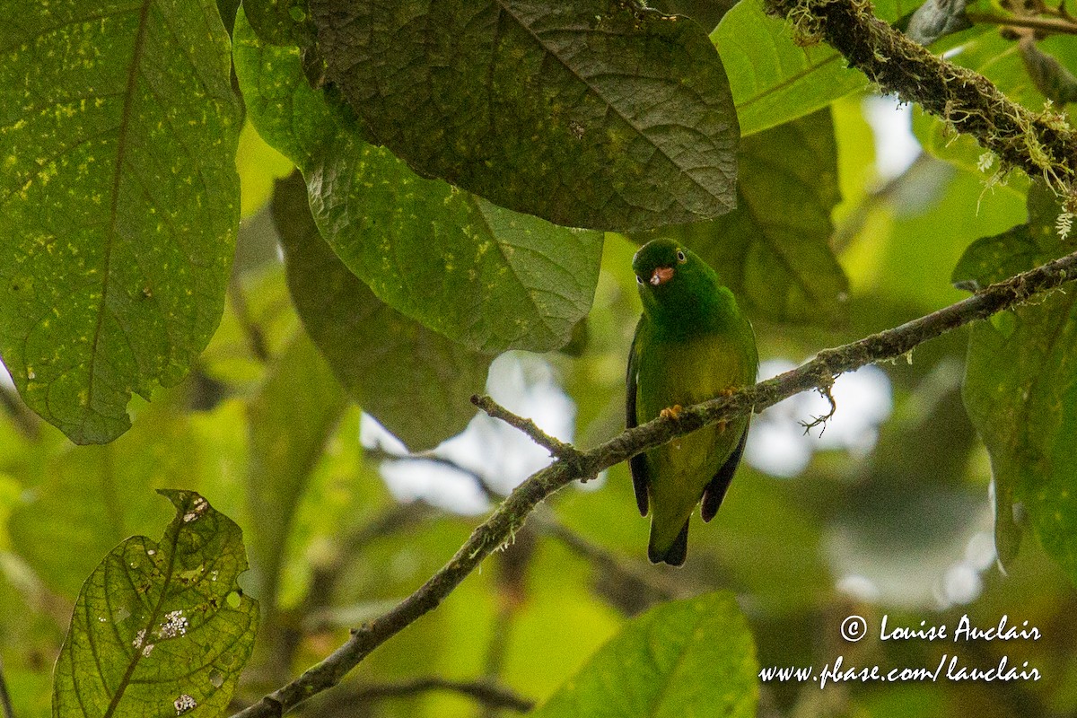 Yellow-collared Chlorophonia - Louise Auclair