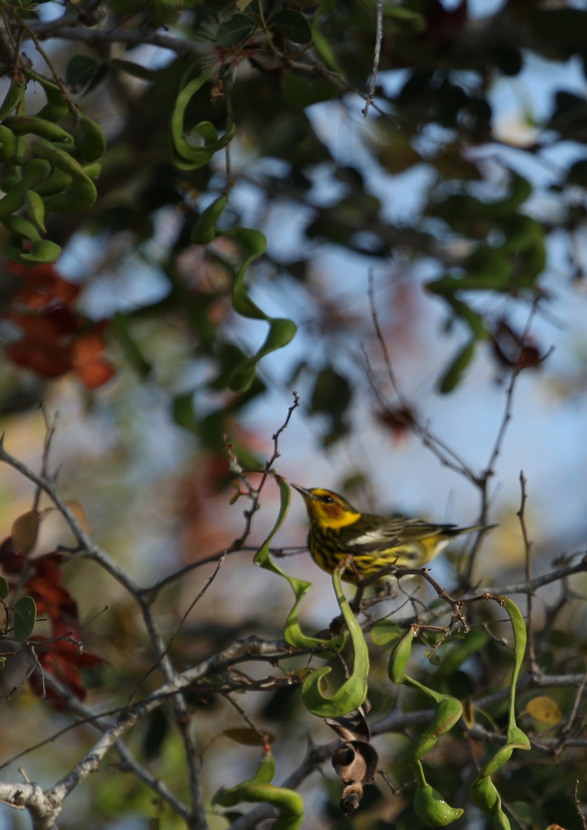 Cape May Warbler - ML155486591