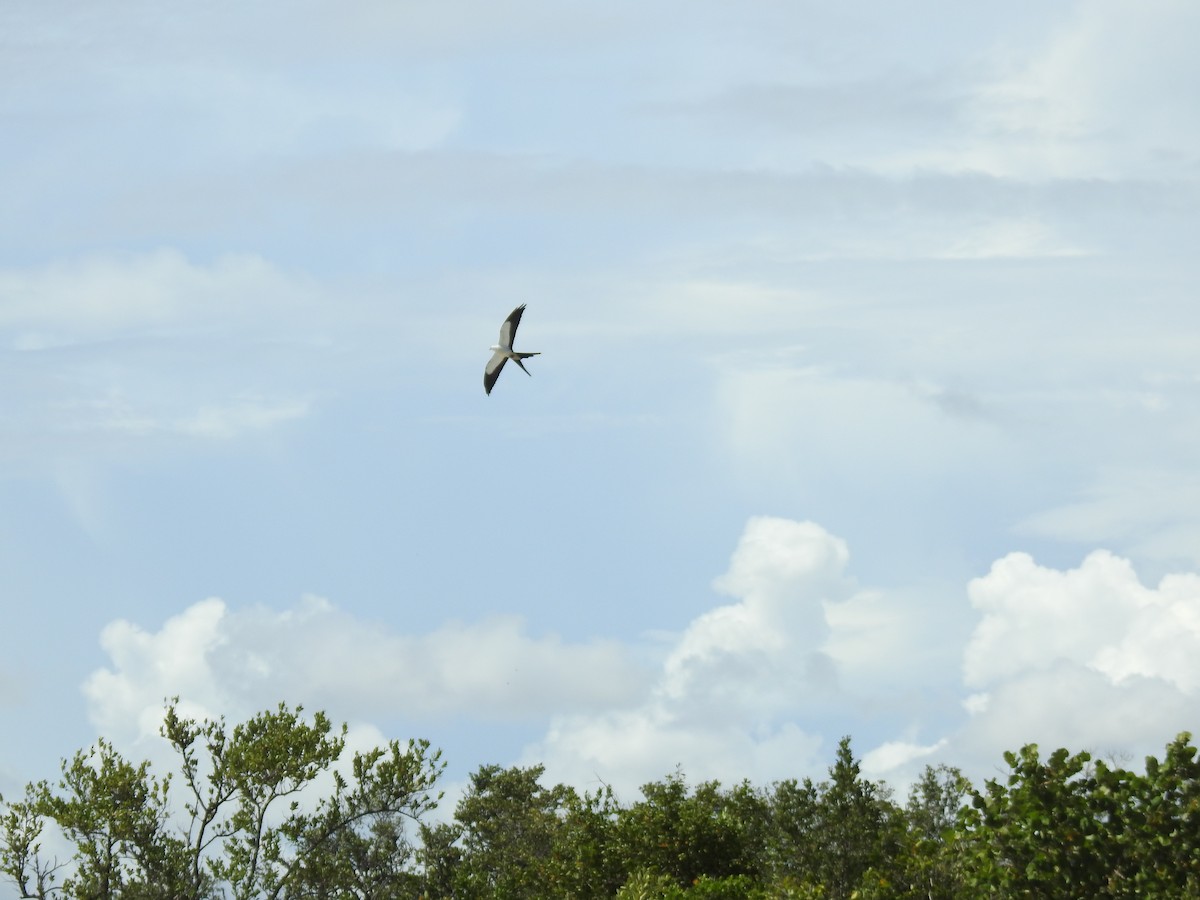 Swallow-tailed Kite - ML155495501