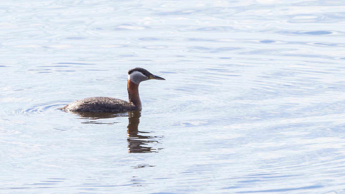 Red-necked Grebe - ML155496931