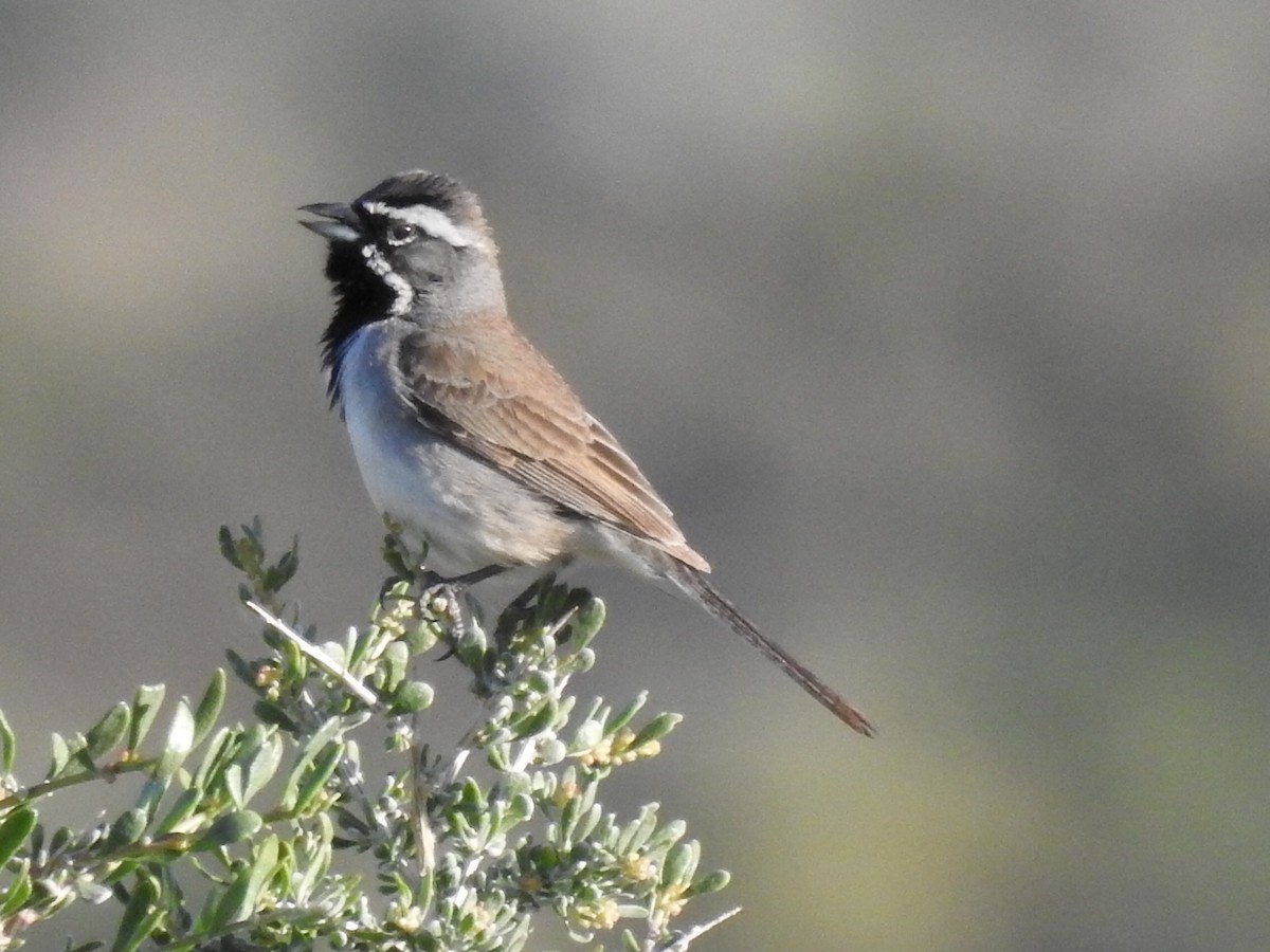 Black-throated Sparrow - ML155502891