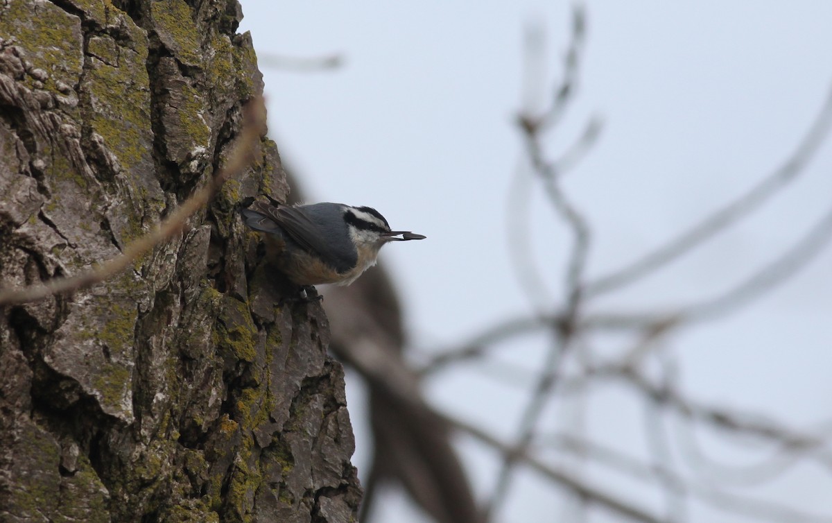 Red-breasted Nuthatch - ML155504171