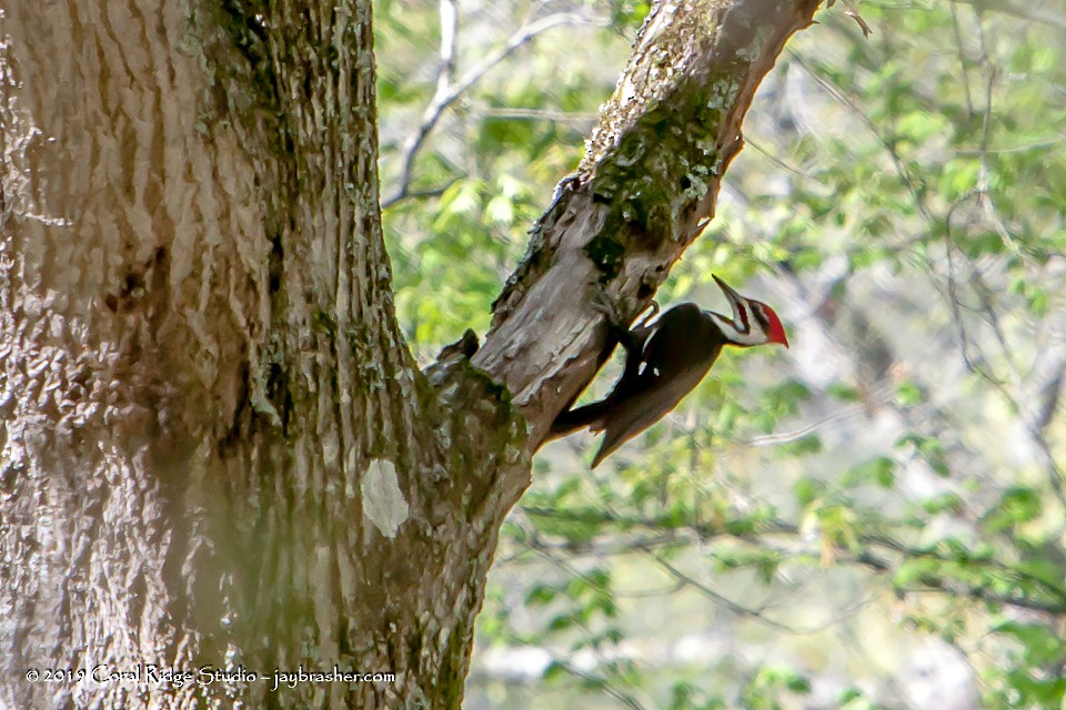 Pileated Woodpecker - ML155509001