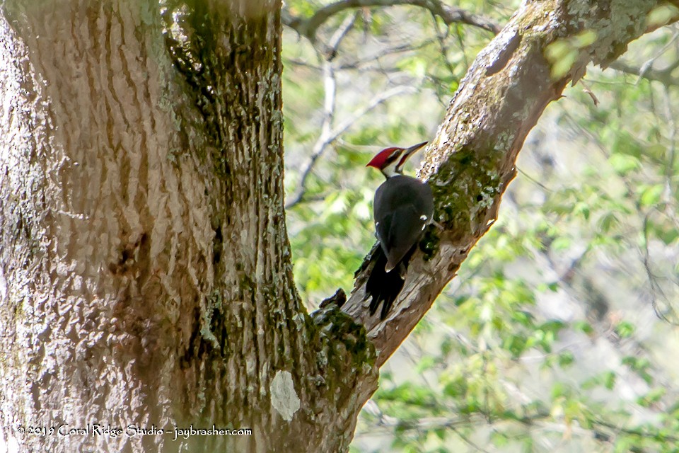 Pileated Woodpecker - ML155509011