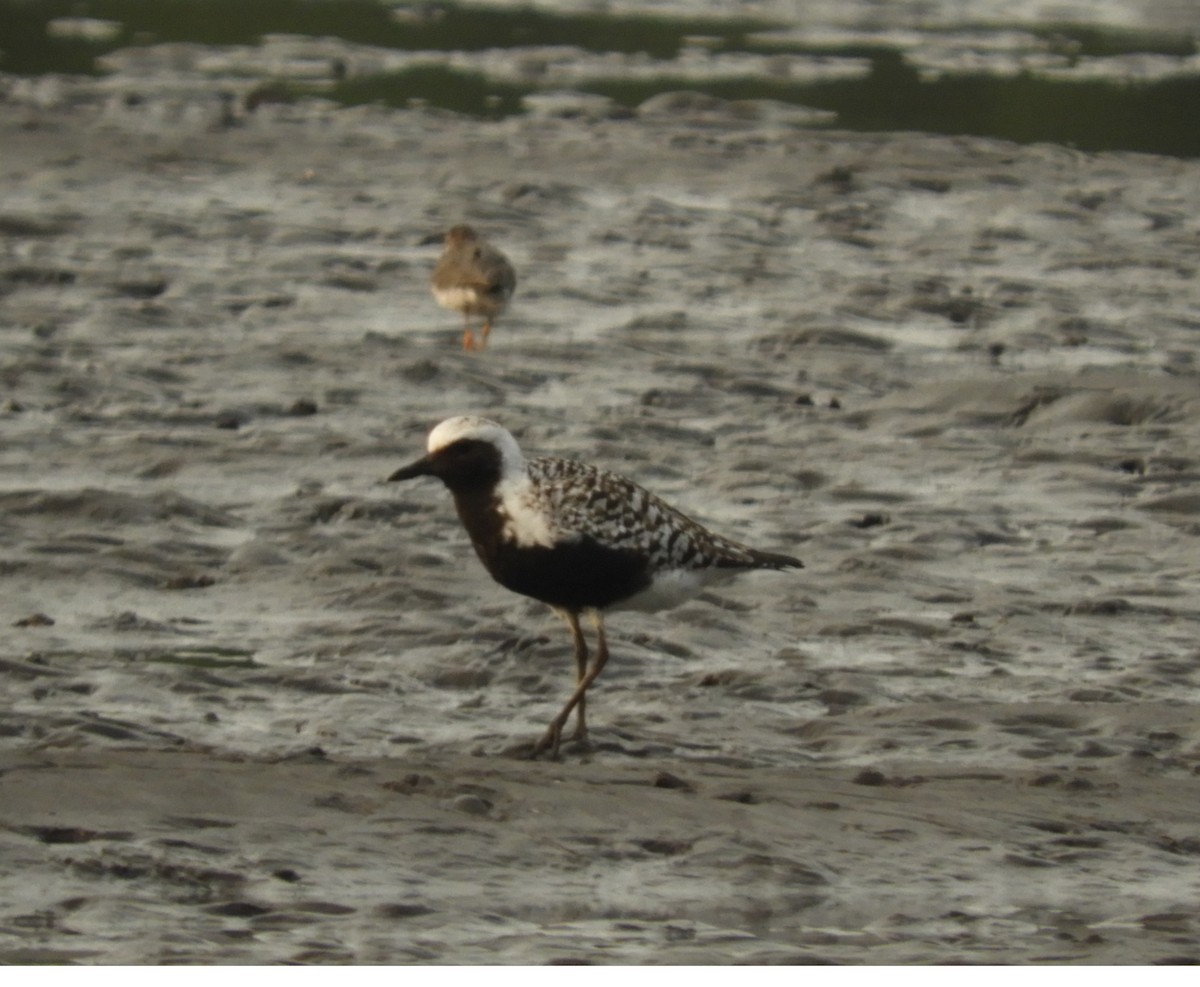 Black-bellied Plover - Guillermo Funes