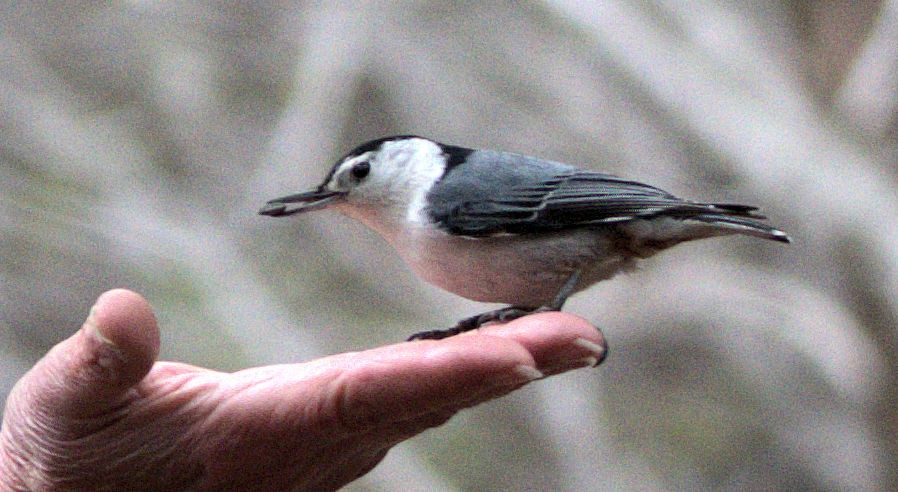 White-breasted Nuthatch - ML155512901