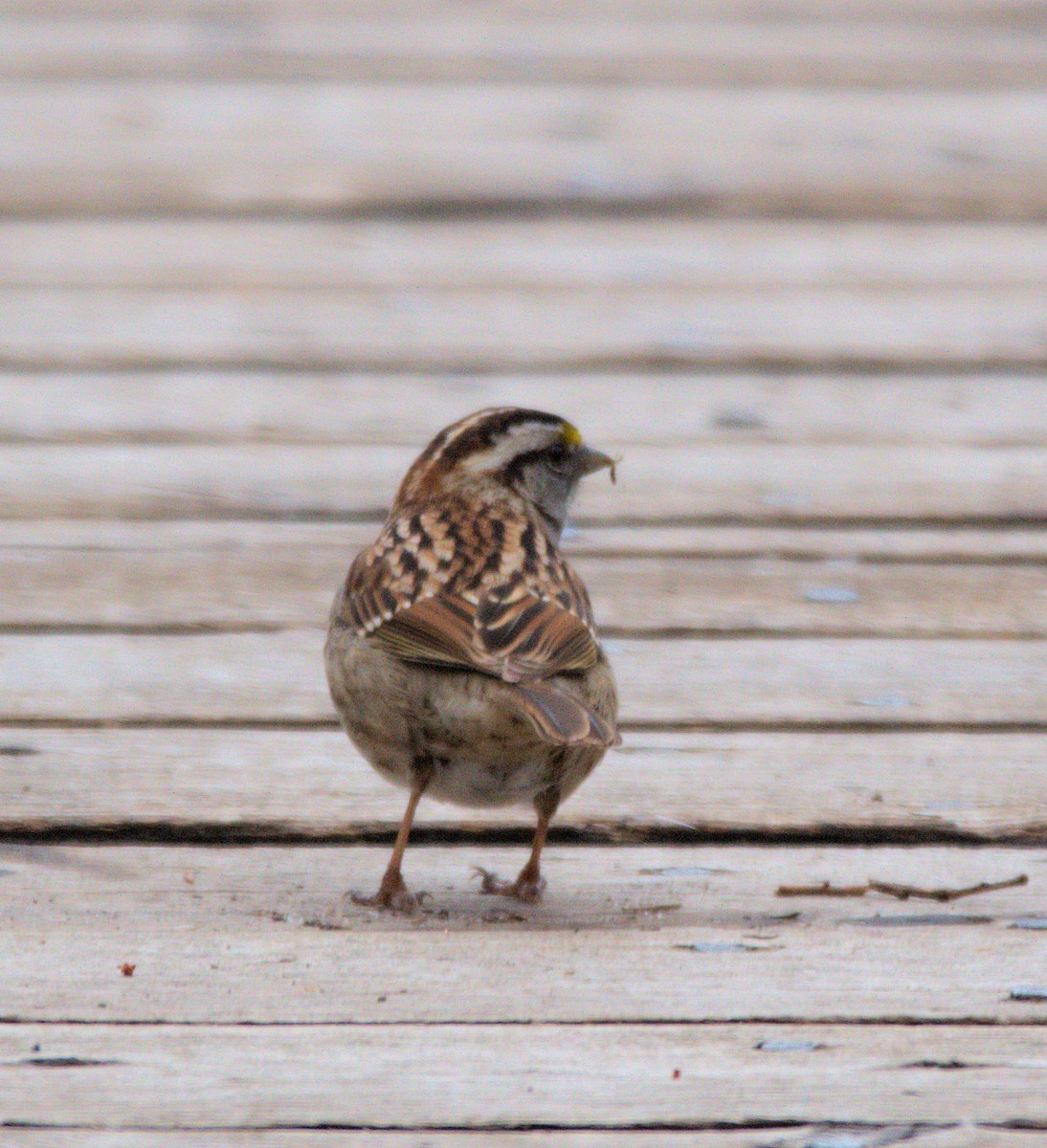 White-throated Sparrow - Maurice Thibaudeau