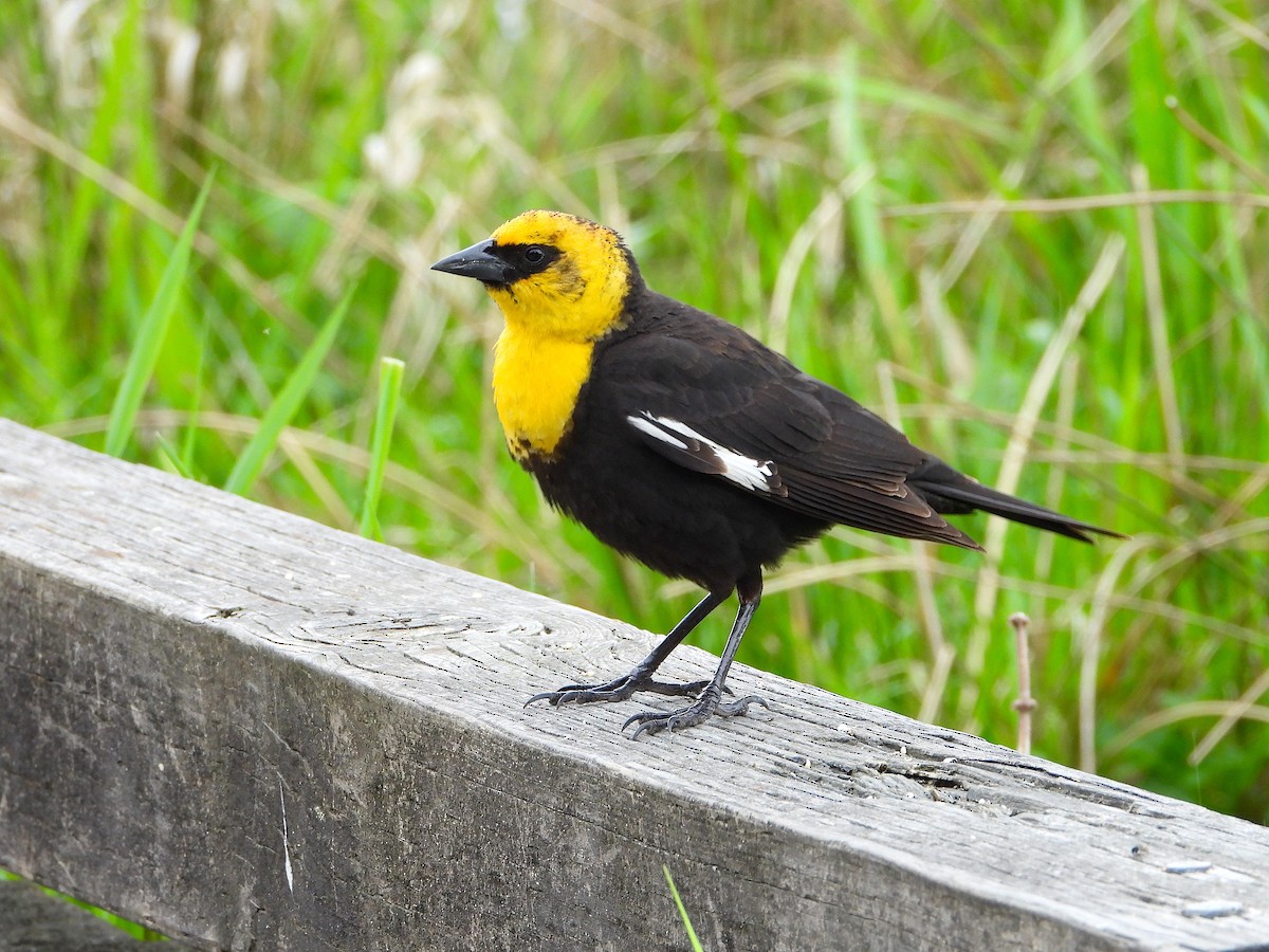 Yellow-headed Blackbird - ML155517991